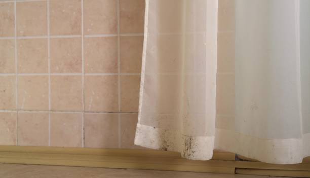  Tamalpais Homestead Valley, CA Mold Removal Pros