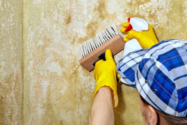 Best Attic Mold Removal  in Tamalpais Homestead Valley, CA