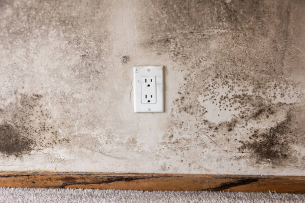 Best Basement Mold Removal  in Tamalpais Homestead Valley, CA